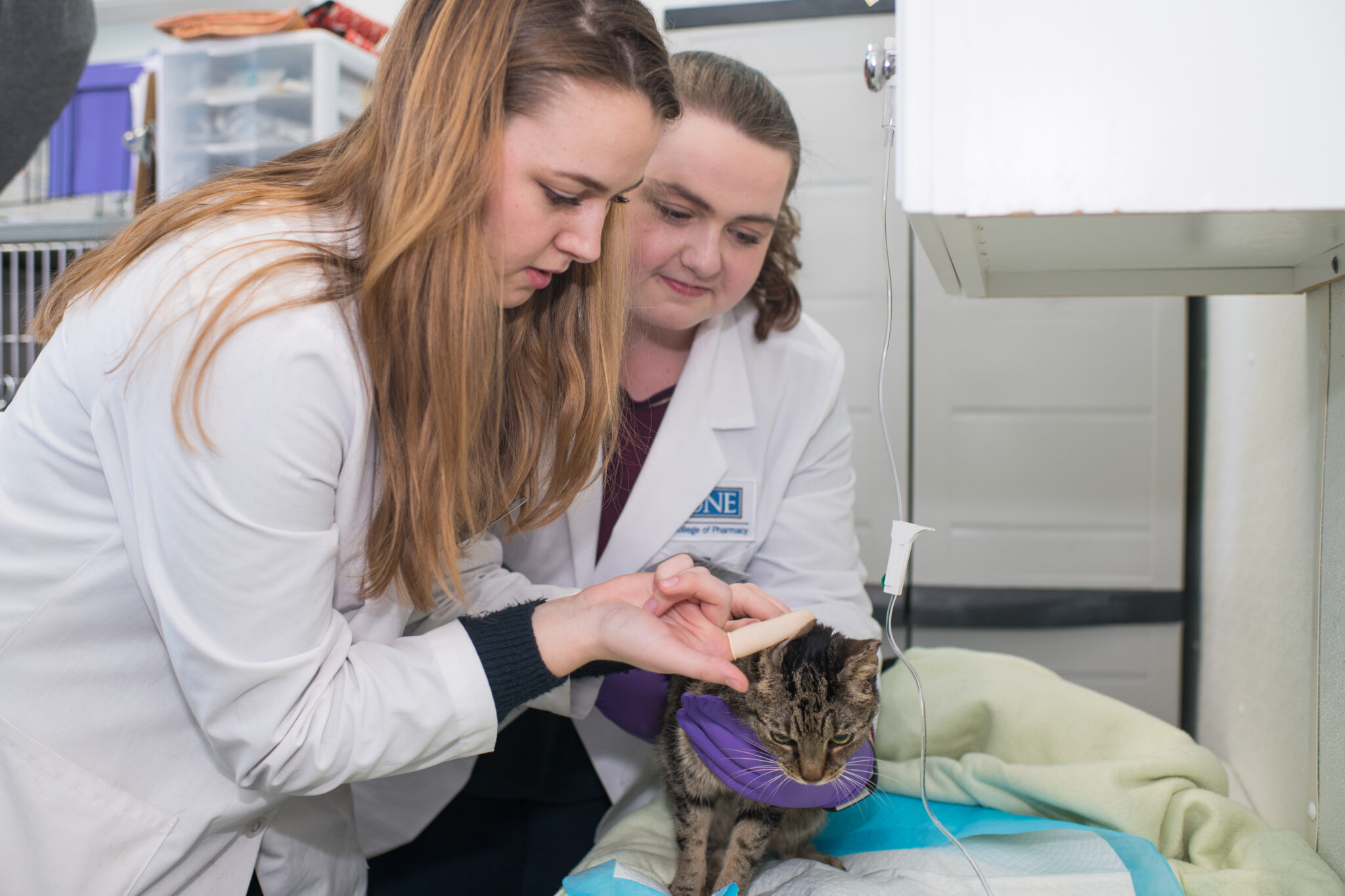 A Glimpse into Veterinary Pharmacy School of Pharmacy