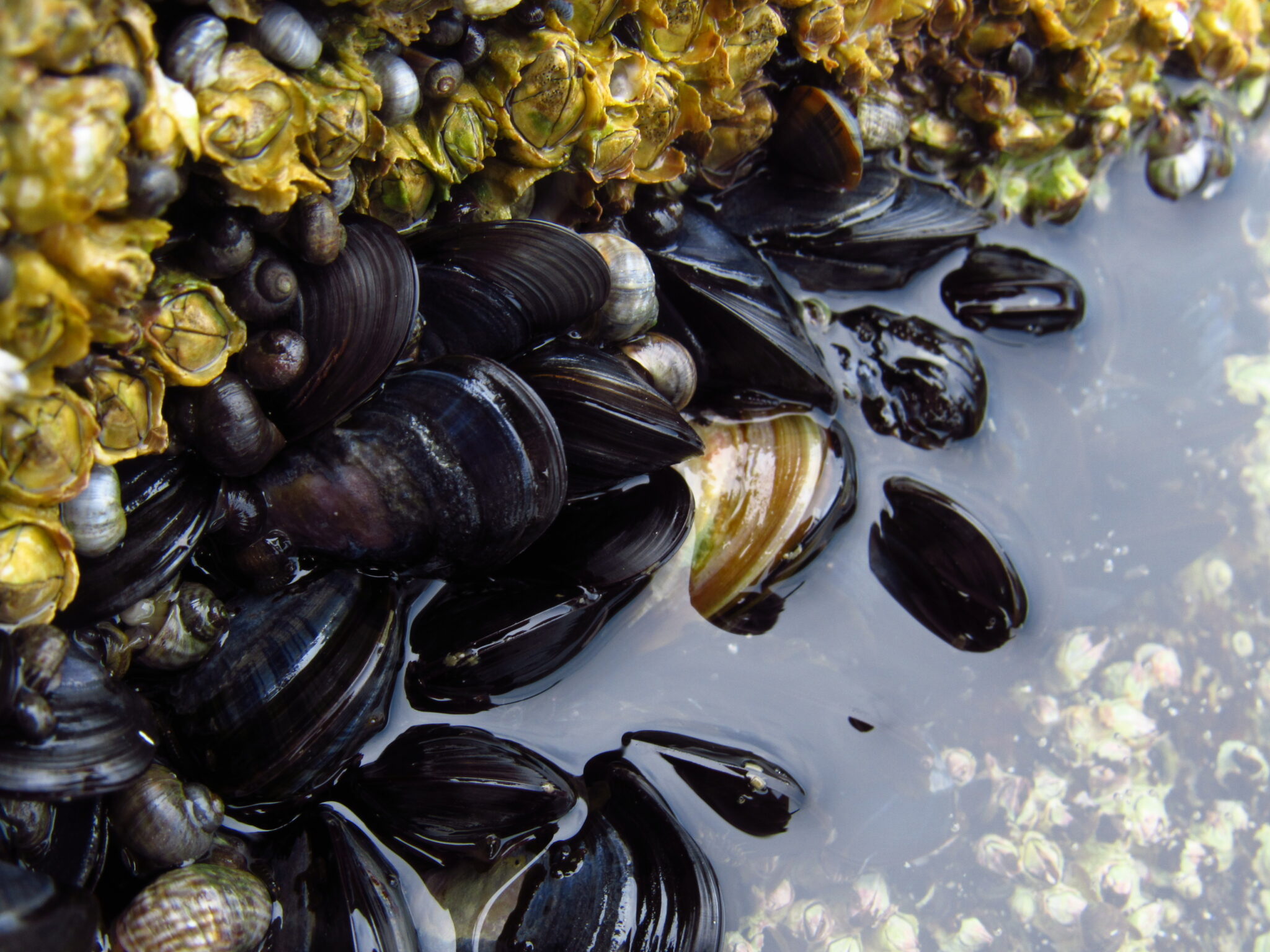 Bay Mussel UNE Frederich Invertebrate Physiology Lab