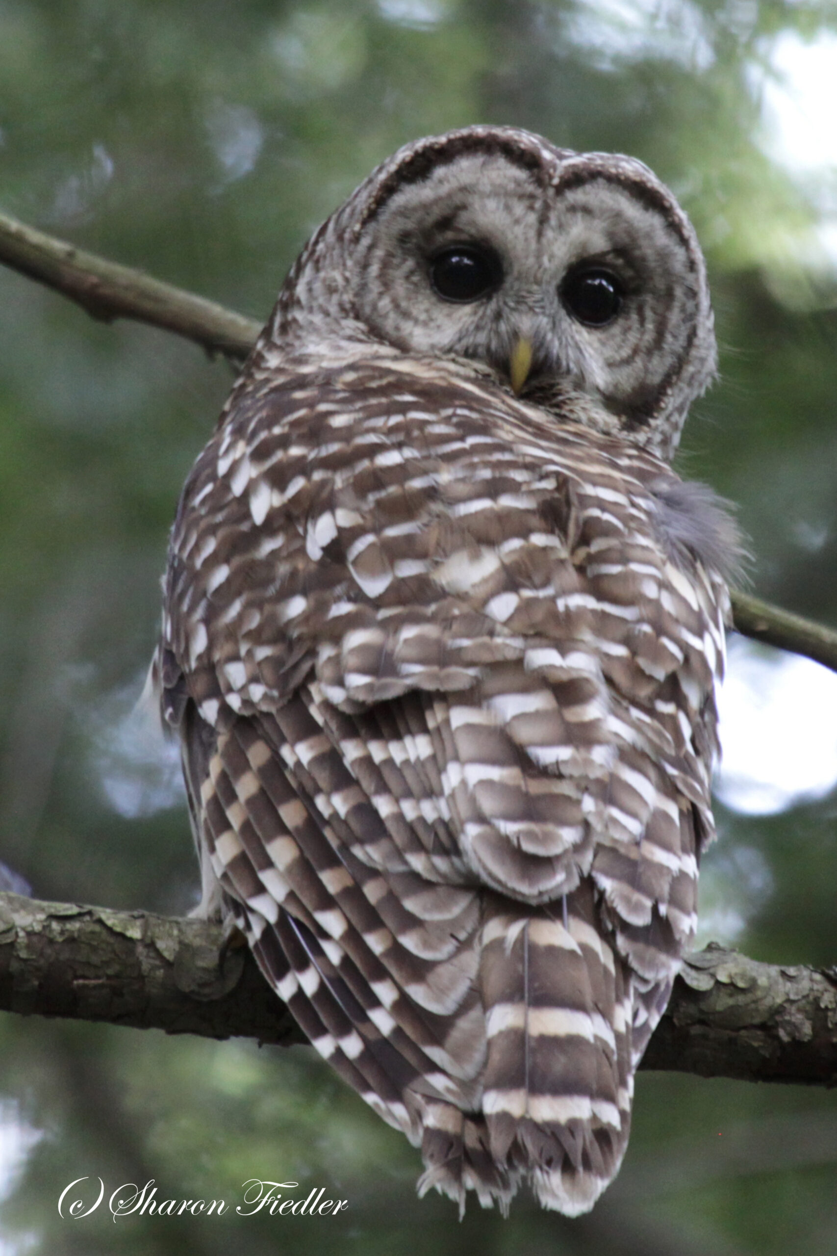 Photos - The Maine Owl Pellet Project