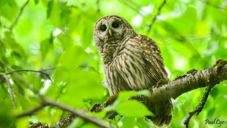 Photos - The Maine Owl Pellet Project