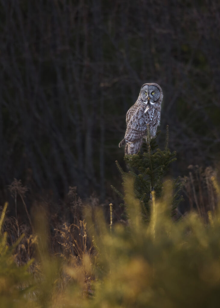 The Maine Owl Pellet Project