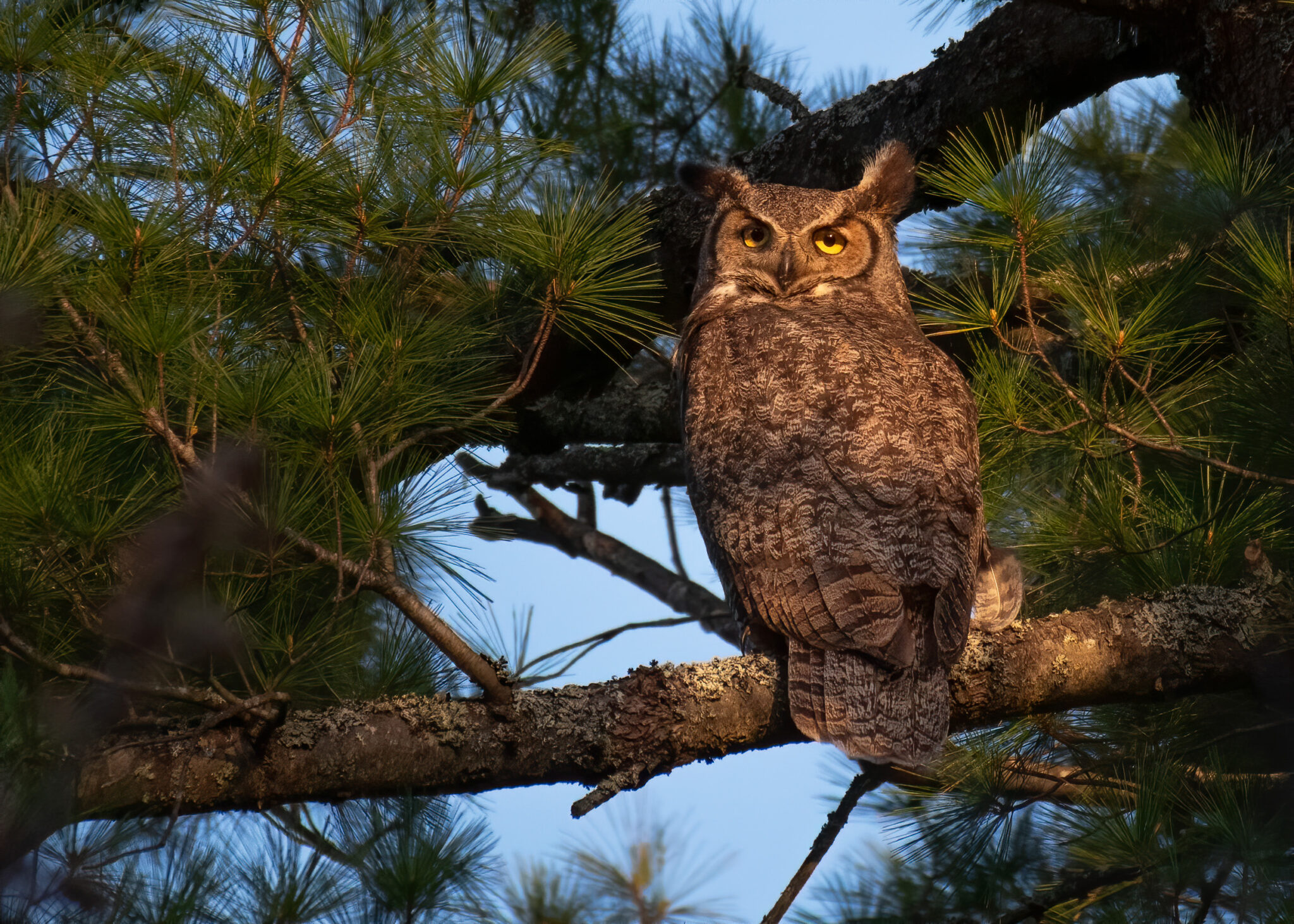 Photos - The Maine Owl Pellet Project