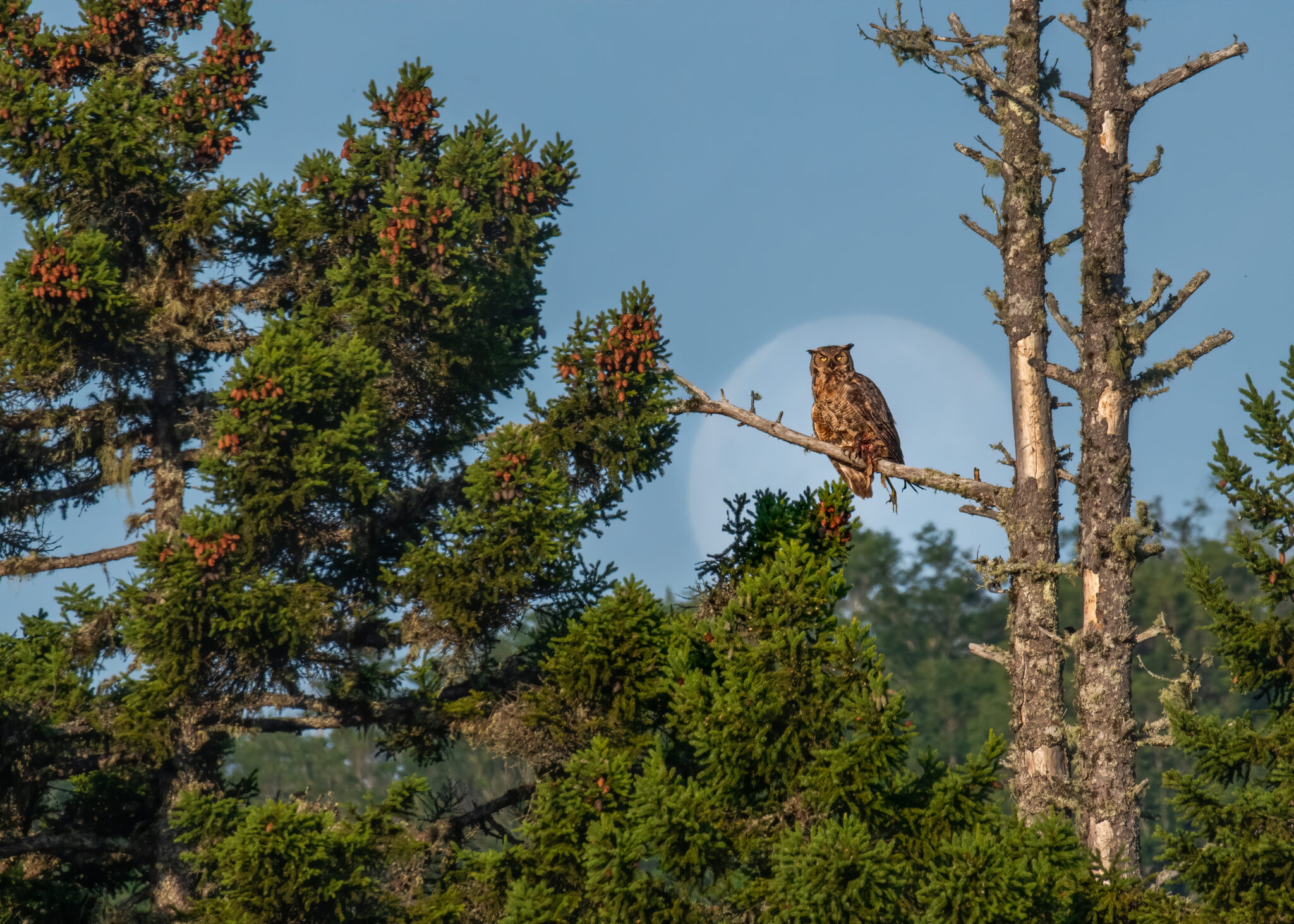 Photos - The Maine Owl Pellet Project