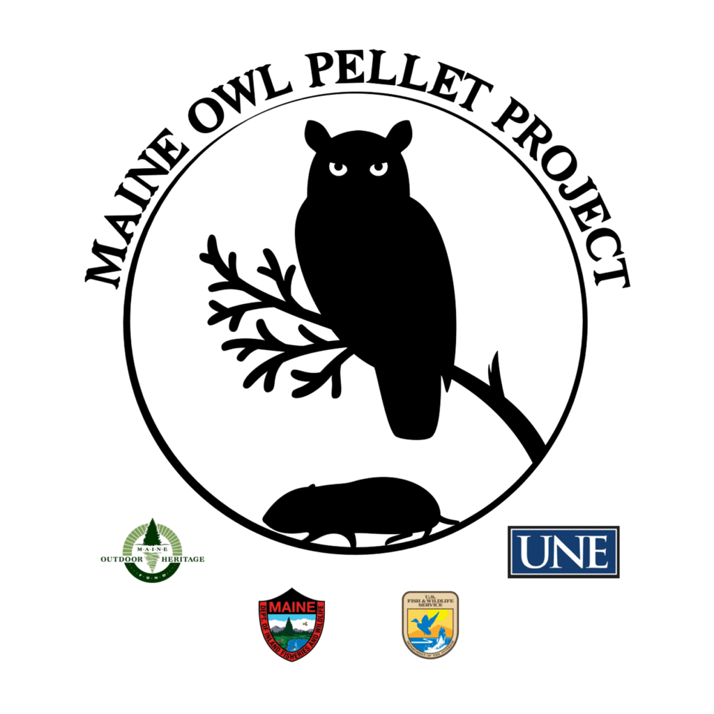 Owl Pellet Dissection — Greater Lovell Land Trust