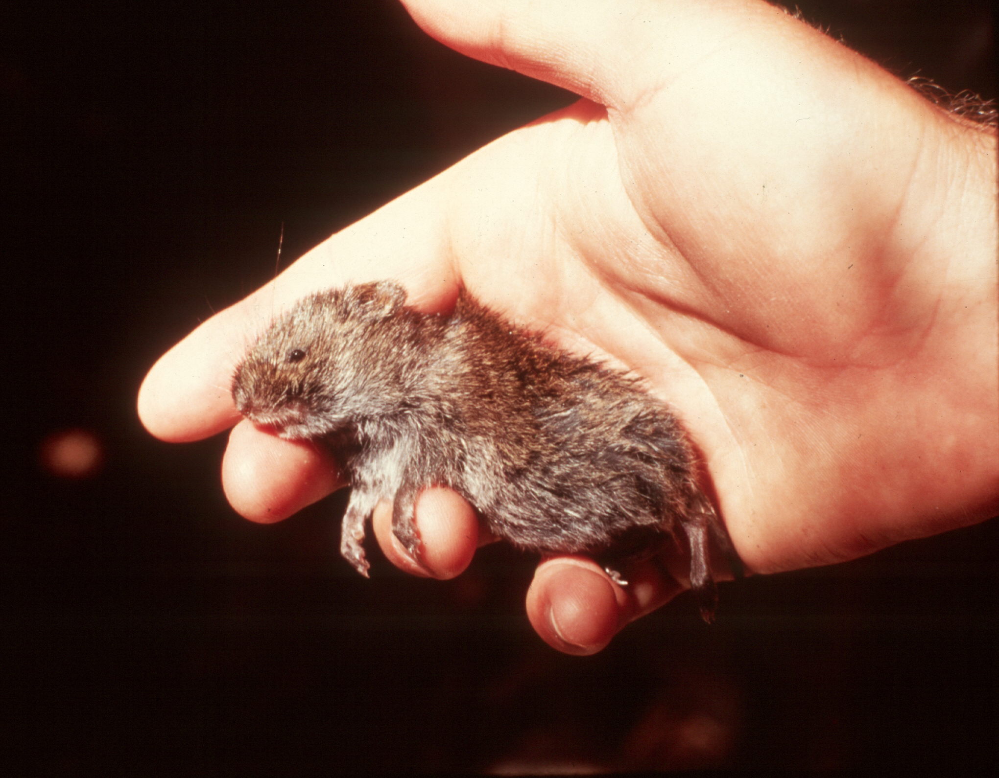 Only image of a northern bog lemming in the state of Maine. Photo credit: Maine DIF&W archives