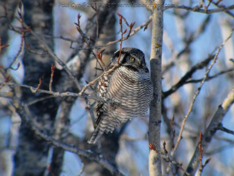 Photos - The Maine Owl Pellet Project