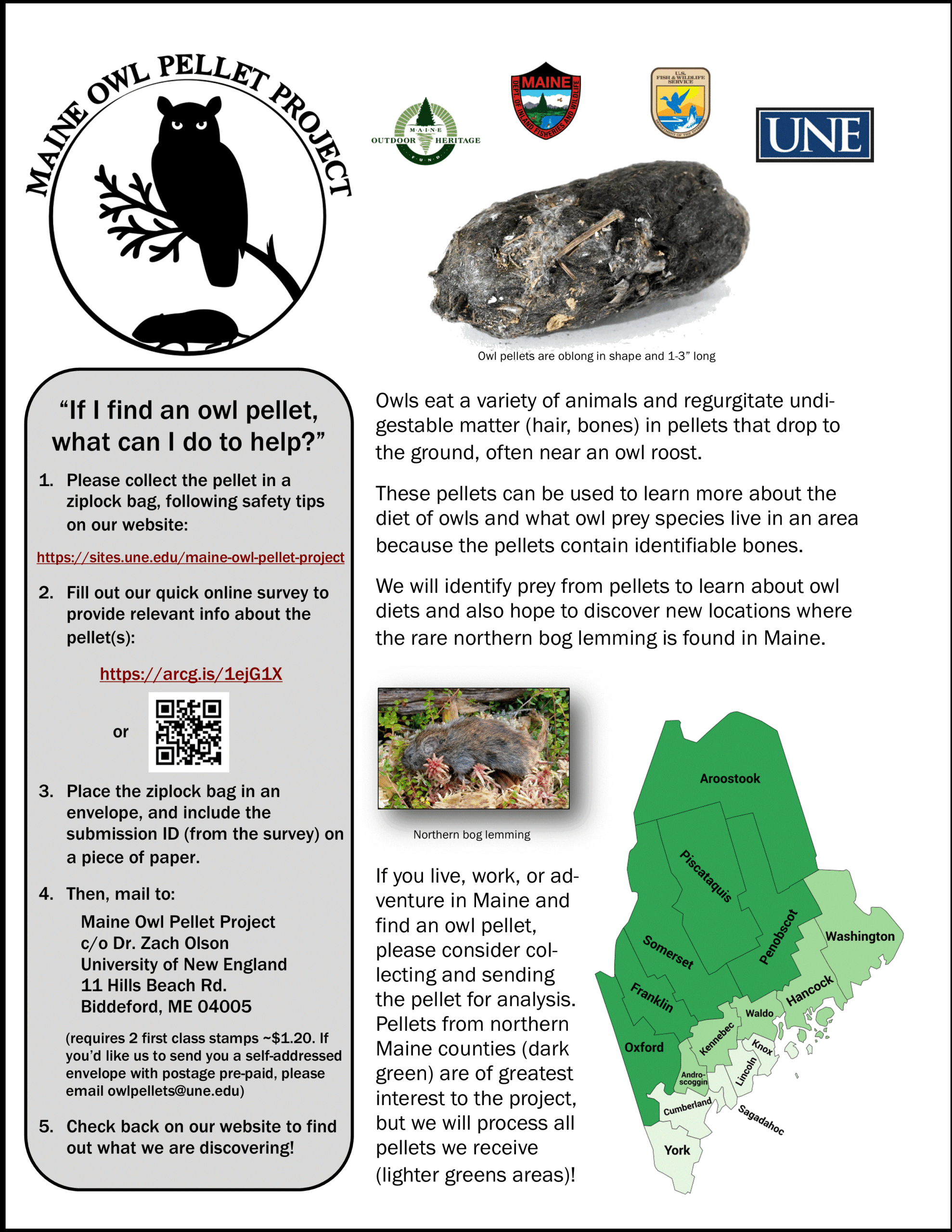 Owl Pellet Formation Poster