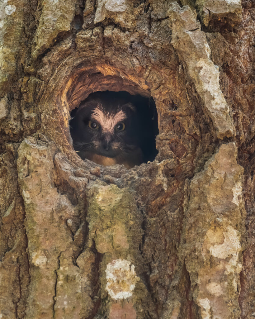 The Maine Owl Pellet Project