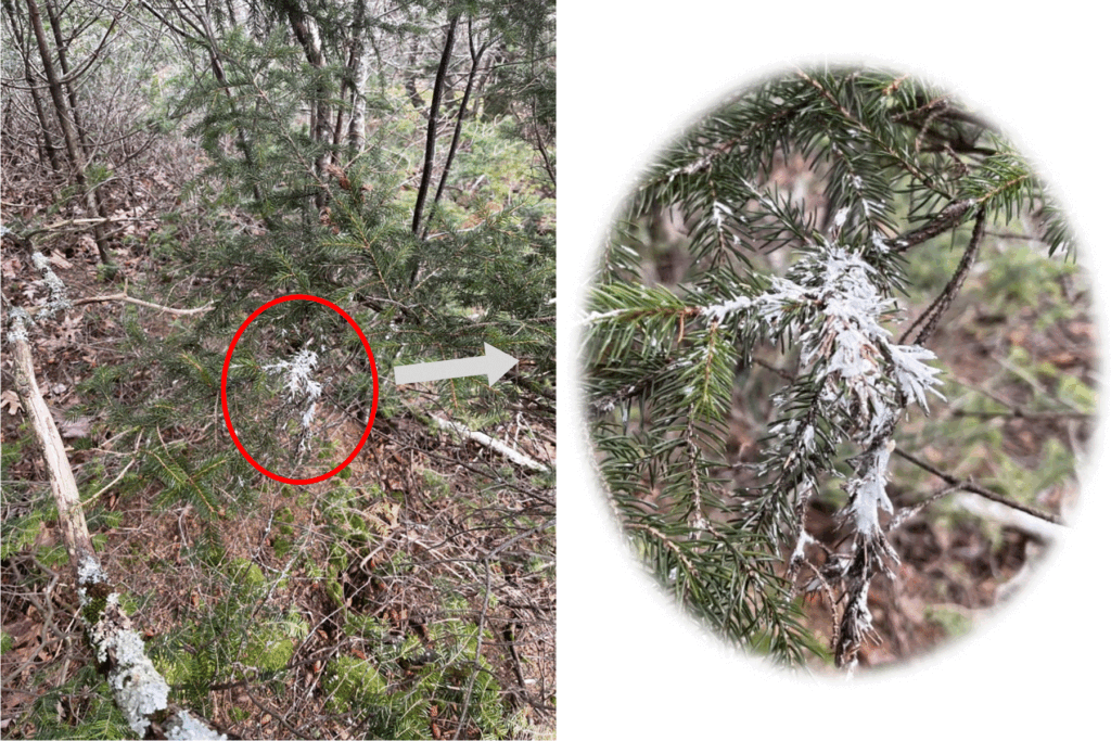 The Elusive Southern Bog Lemming