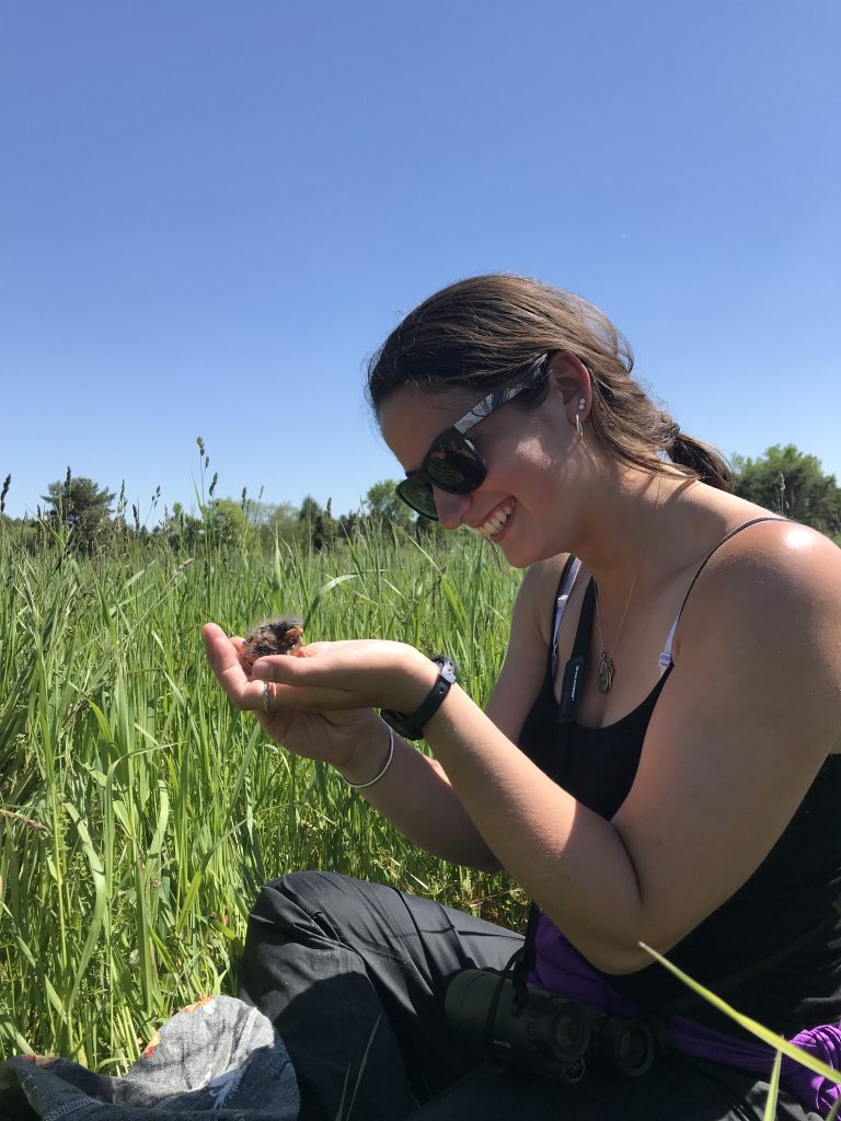 Emma Burke banding a Savannah Sparrow nestling.